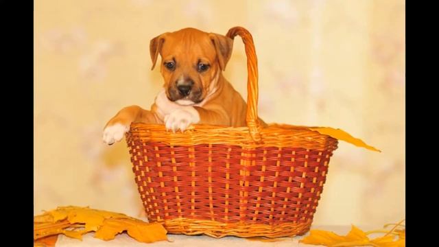 ПИТБУЛЬ СТАФФ смотреть онлайн