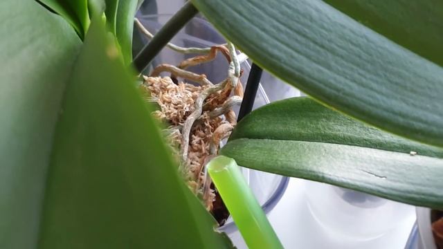 1 грамм ? и ОРХИДЕИ ЦВЕТУТ и растят второй ЦВЕТОНОС орхидеи // ПОЛИВ орхидеи для цветения смотреть онлайн