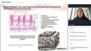 Эпителиальные ткани | Общая гистология | Медвуза