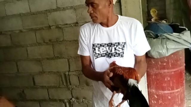 Philiphines Samal Cook Fighter Master / Филиппины самал  мастер по петушкам