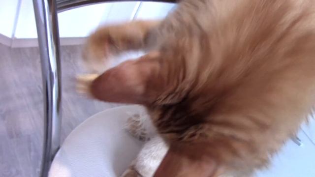 The Cat Orders and Tastes Various Food! смотреть онлайн