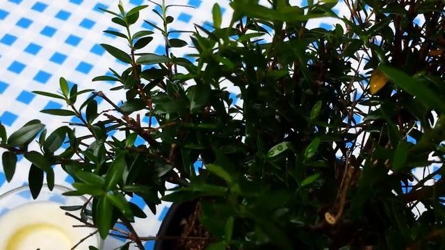 Миртовое дерево. Полезные свойства мирта.