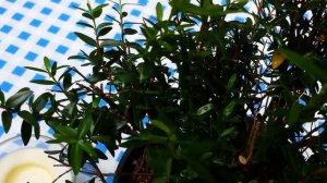 Миртовое дерево. Полезные свойства мирта.