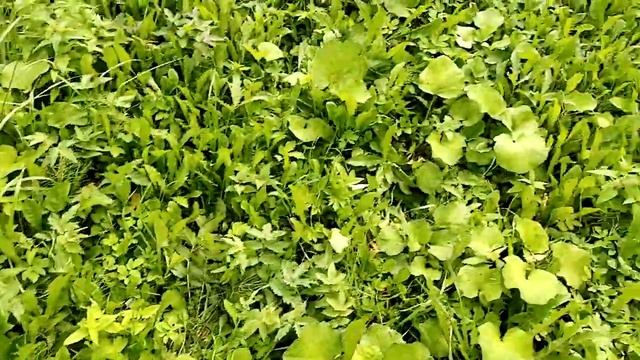 #лес#грибы#звукиприроды смотреть онлайн