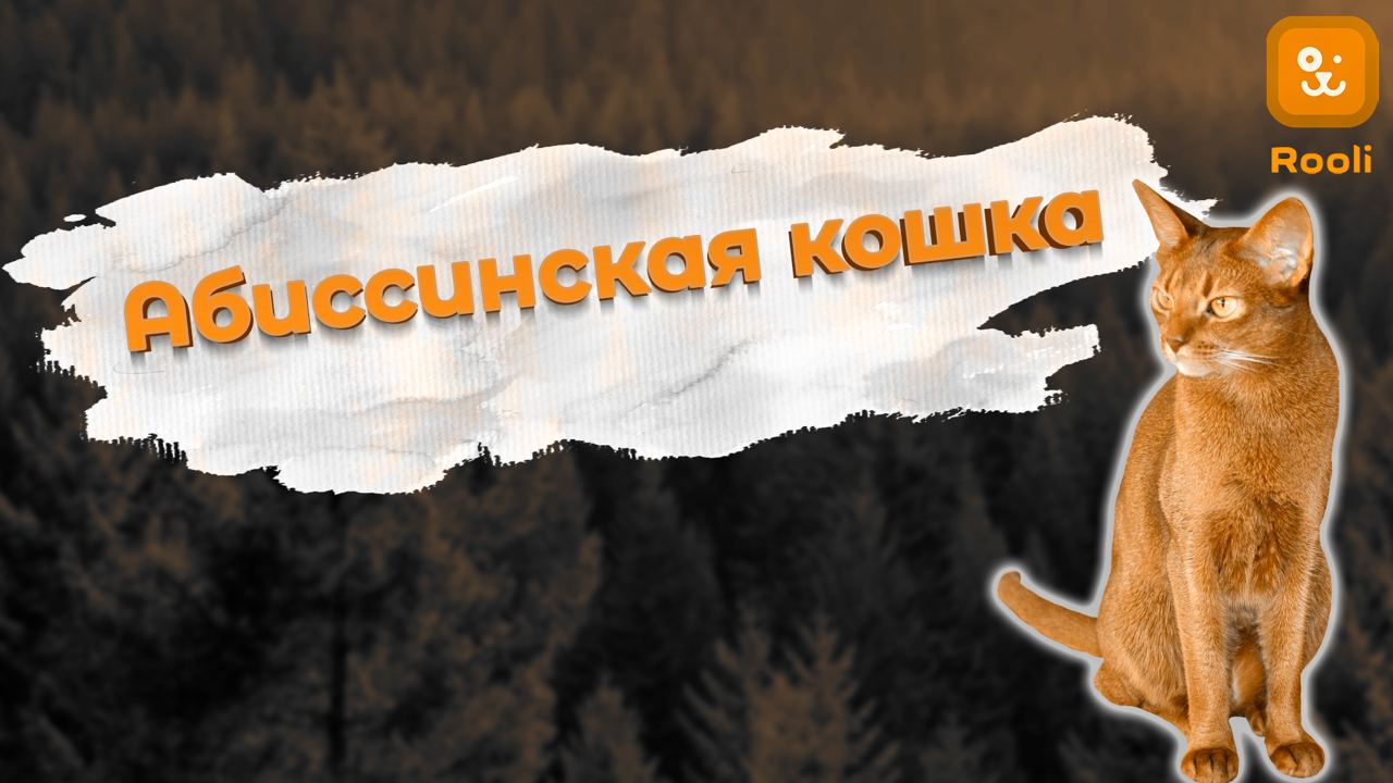 Абиссинская порода кошек смотреть онлайн