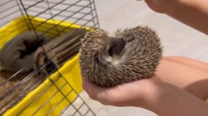 Как ухаживать и чем кормить африканского ежика