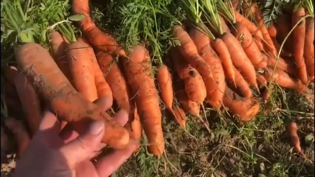 Сбор урожая моркови. Как класть на хранение морковь смотреть онлайн