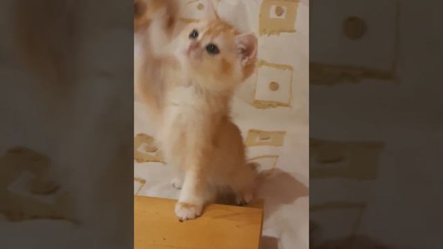 девочка бри ny12 ждетпапмам #catlover #kitten #британскийкотенок #хочукотенка #москва #куплюкотенка смотреть онлайн