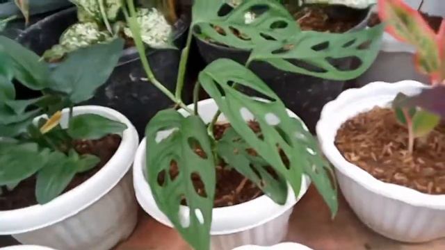 Monstera Obliqua