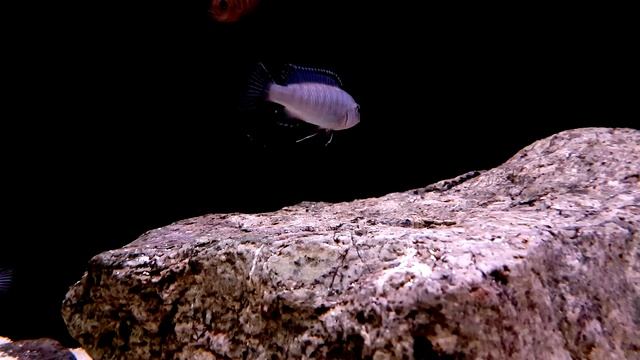 LABEOTROPHEUS TREWAVASAE CHILUMBA RED  breeding