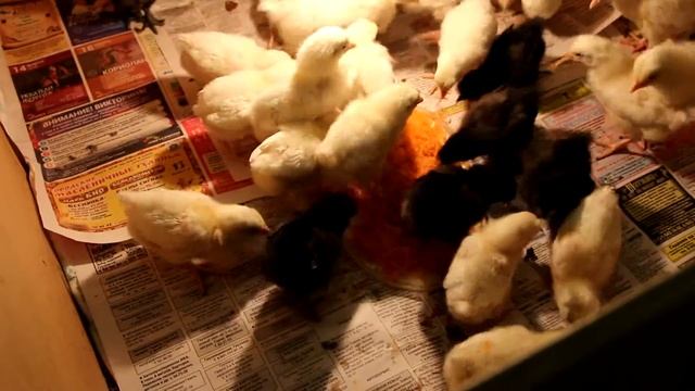 Китайские шелковистые цыплята / Chinese Silky chickens смотреть онлайн