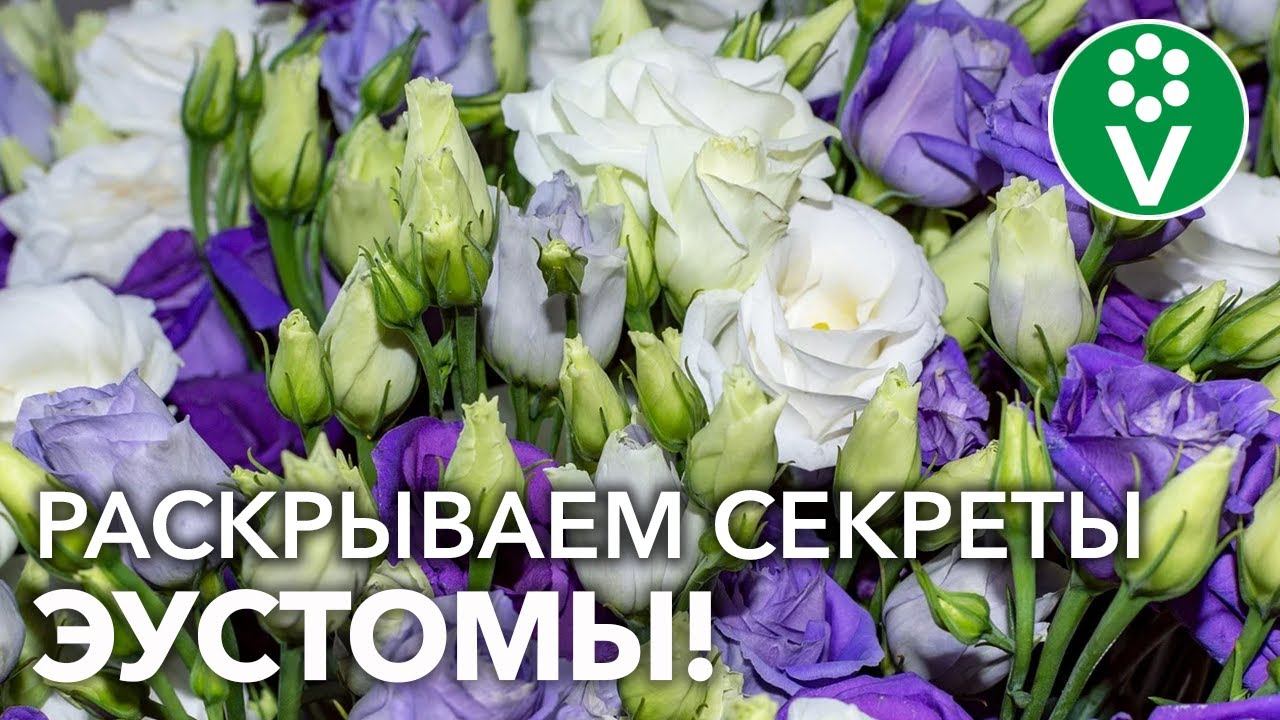 ЭУСТОМА: ОТ ПОСЕВА ДО ЦВЕТЕНИЯ! Взойдёт 100%, зацветёт – не нарадуетесь! смотреть онлайн