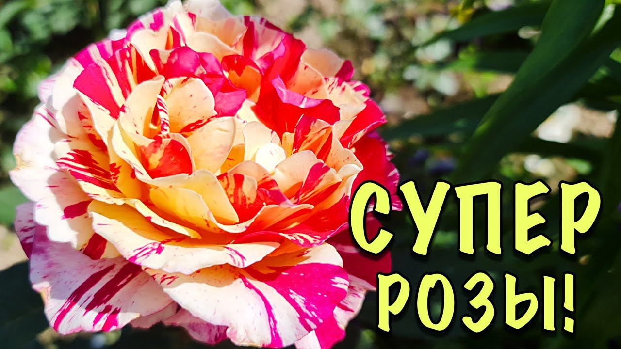 НЕПРИХОТЛИВЫЕ и ОЧЕНЬ КРАСИВЫЕ сорта РОЗ! Прогулка ПО САДУ! Начало цветения! смотреть онлайн