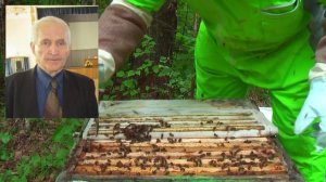 Профессор Кашковский про роевых и свищевых маток