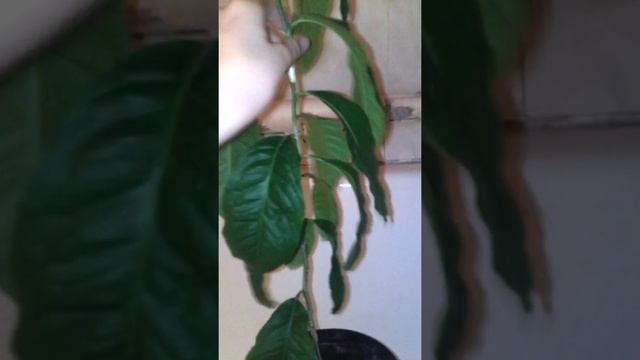 Лимон.Уход и выращивание#1