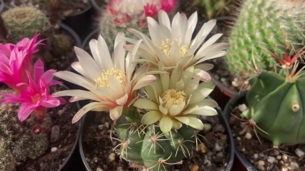 Gymnocalycium Baldianum Quick Overview & Care Tips