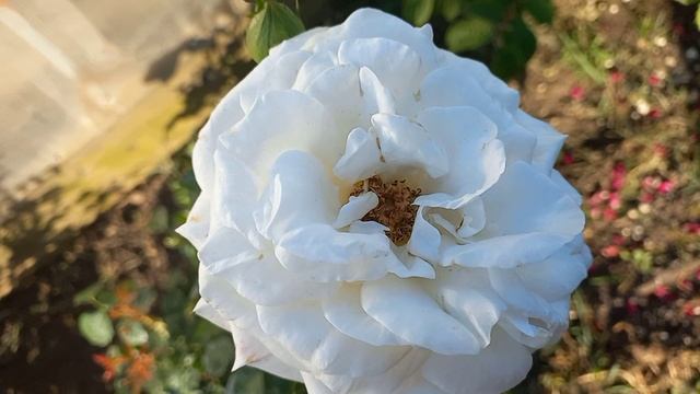 Розы и жара. Цветение 05.07.23 смотреть онлайн