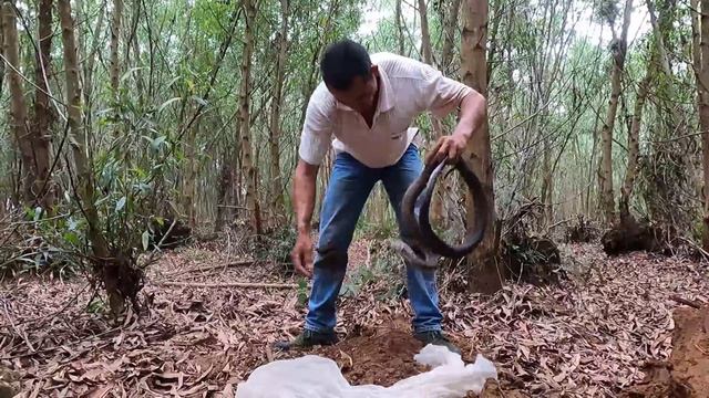 Terrifying moment 2 men discovered a giant cobra nest swarming in a tree hole. смотреть онлайн