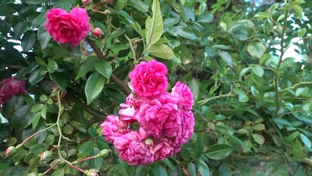 Rosa var. Super Dorothy смотреть онлайн