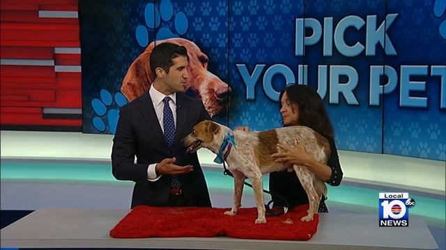Humane Society of Broward County looking for permanent home for furry friends смотреть онлайн