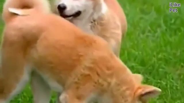 Акита Ину Интересные факты на iLikePet смотреть онлайн