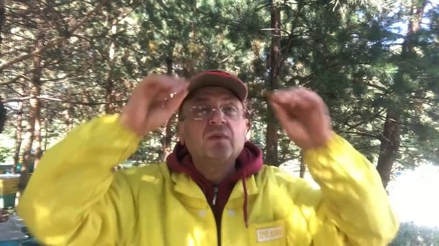 ЗОЛОТАРНИК-МЕДОДАЙ. смотреть онлайн