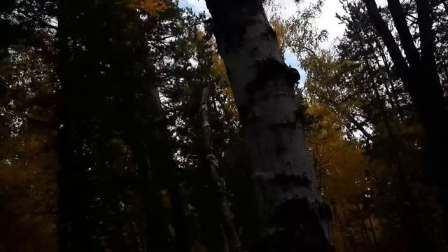 Опята? смотреть онлайн