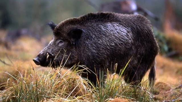 TERVEL смотреть онлайн