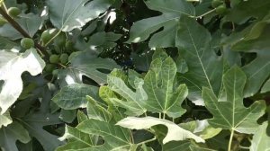 Лучшие сорта инжира. Саженцы черенки инжира. Черный Принц, Фиолетовый, Белый, Гибрид Кадоты.