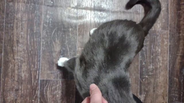 Rescue Kitty Welcomes Me Home смотреть онлайн