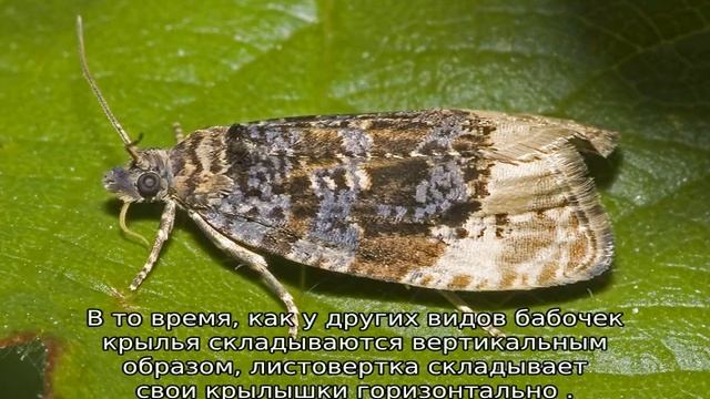 Гусеницы на яблоне в паутине: как бороться смотреть онлайн