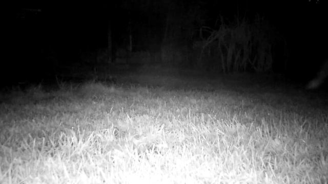 Взгляд в камкеру. Лиса ночью. Ночная видео съёмка. смотреть онлайн