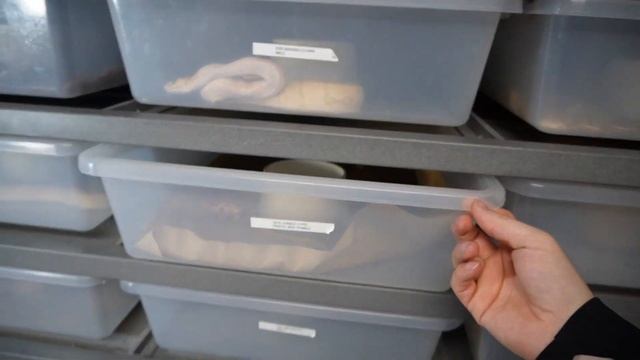 REDTAIL BOA CONSTRICTOR, ANACONDA / UPDATE: VPI AZTEC BONDING IS GOING WELL !!!! смотреть онлайн