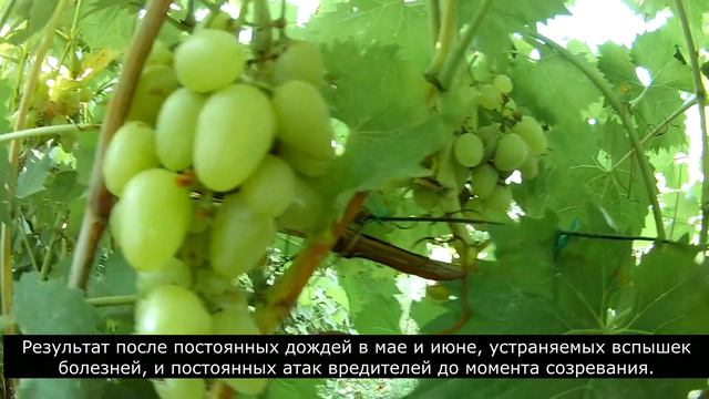 Виноград сорта Аркадия созрел (13.08.2021) / Arcadia grapes are ripe (08/13/2021) смотреть онлайн