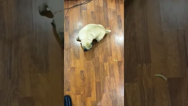 Дрессируем мопса смотреть онлайн