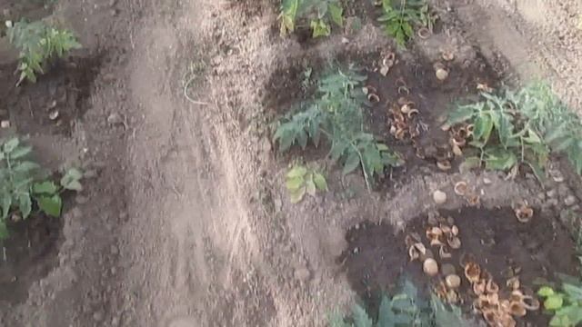 Подкормка овощей смотреть онлайн