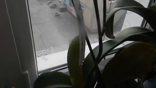 Мои орхидеи на 17.04.2018 год и эксперимент с поливом чесночной водой смотреть онлайн