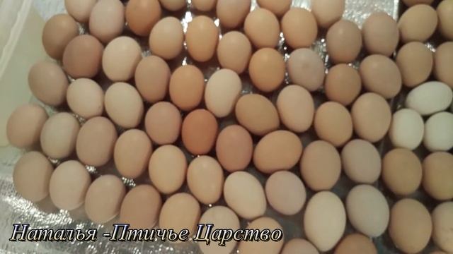 Мыть яйцо для инкубации или нет? смотреть онлайн