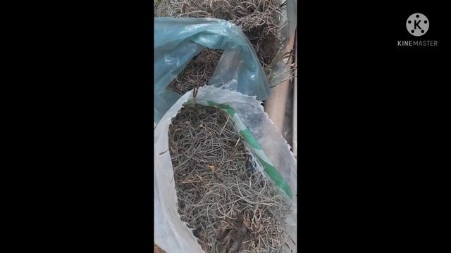 MUSGO DIRETO DA NATUREZA. смотреть онлайн