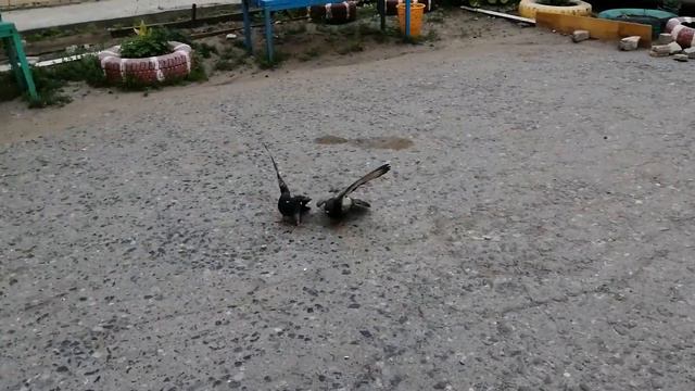 Голуби в бравл старс! смотреть онлайн