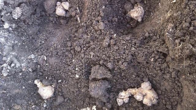 Выращивание топинамбура посадка и уход смотреть онлайн