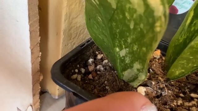 В гостях у Евгении, г. Волгоград. Как сходить на маникюр и прийти домой с фикусом) смотреть онлайн