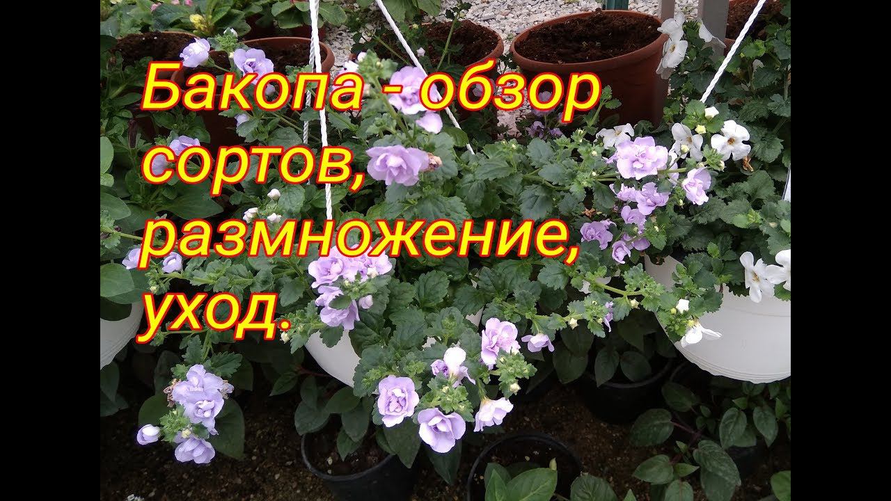 Вегетативная бакопа - выращивание, уход, обзор сортов. смотреть онлайн
