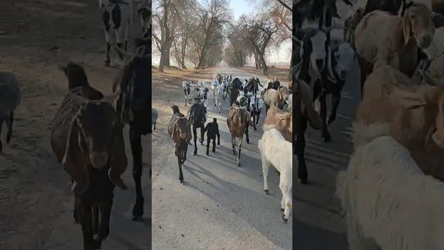 козы Биталы смотреть онлайн