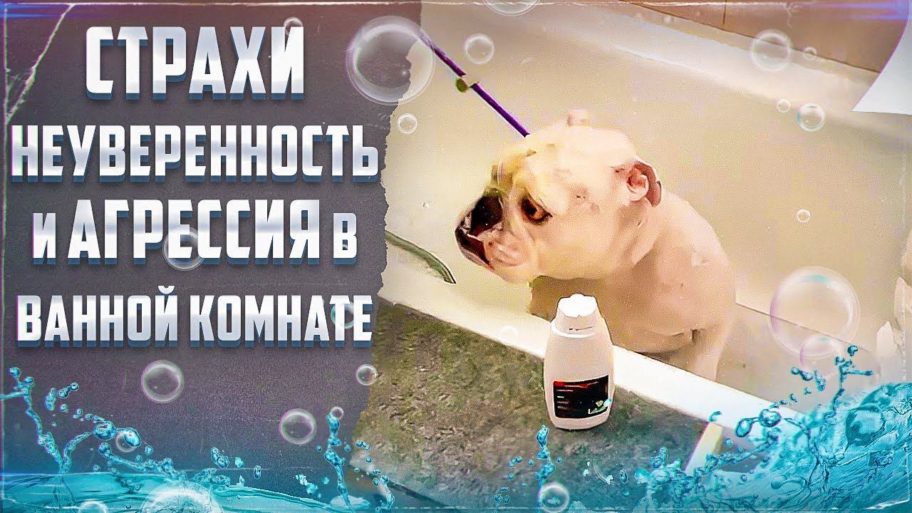 Страхи, неуверенность и агрессия в ванной комнате смотреть онлайн