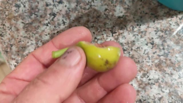 Самый поздний сорт инжира White Genoa. The latest variety of our fig. смотреть онлайн