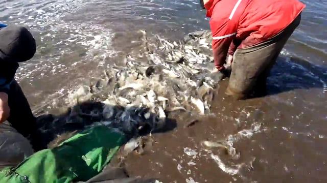 Красный Кут. Кировоград. Зарыбление водоема смотреть онлайн