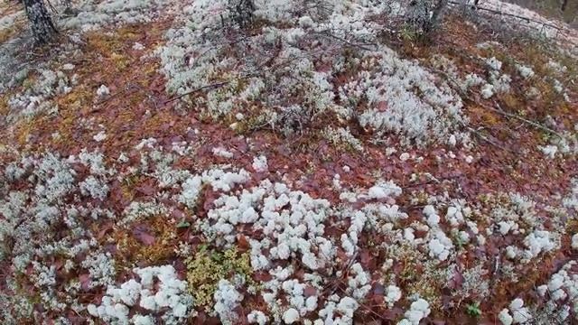 Эти красивые лишайники.  Поделки из природного материала.