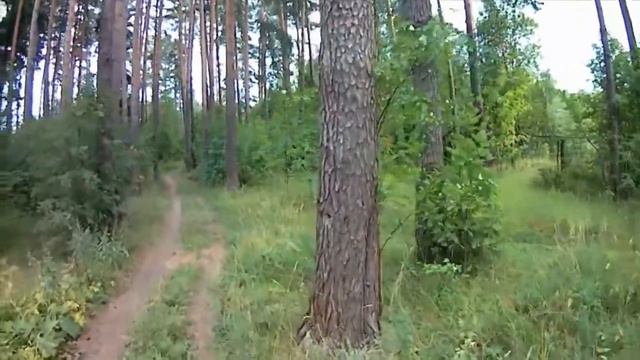 Старый лес у озёр ... ( Юрьевец на Волге ) смотреть онлайн