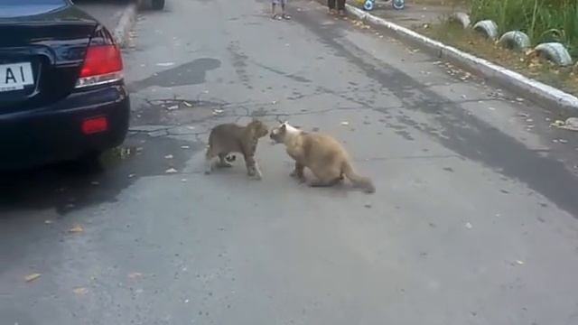 КОШАКИ 2012 смотреть онлайн